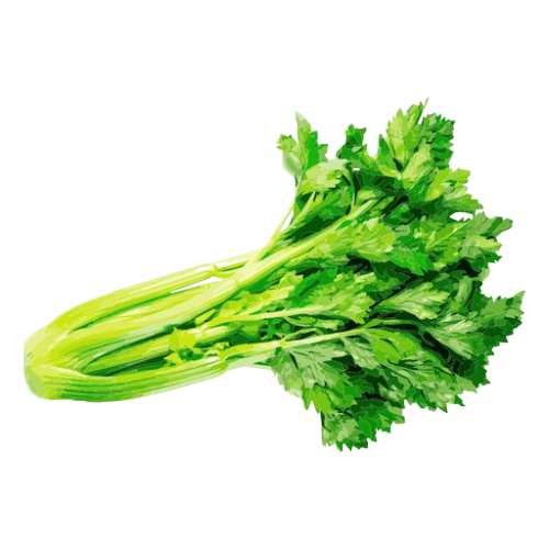 Celery